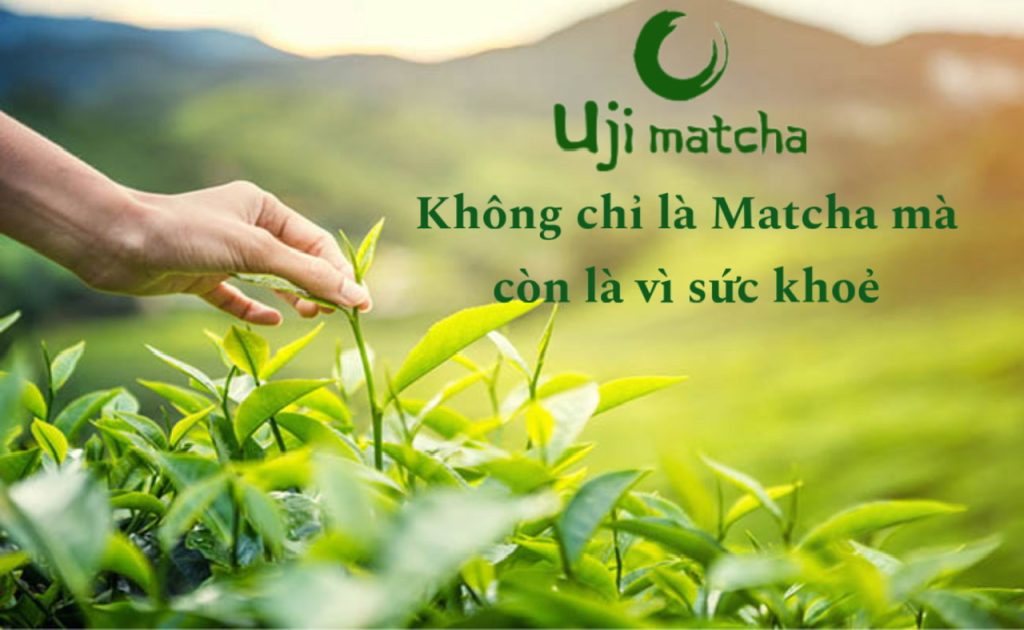 Bột Trà Xanh Matcha Uji Nhật Bản Công Nghệ Hiện Đại